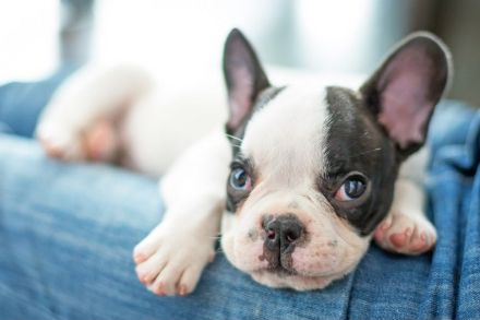 Wunderschöne Reinrassige Französische Bulldoggen-welpen (WhatsApp: 01521 1907636)
