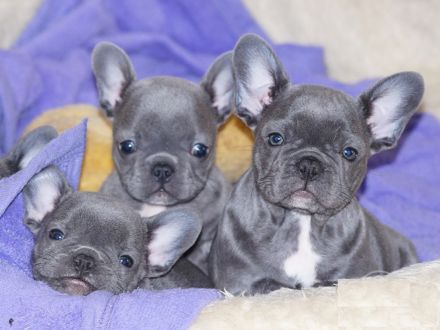 Wunderschöne Reinrassige Französische Bulldoggen-welpen (WhatsApp: 01521 1907636)