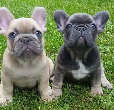 Wunderschöne Reinrassige Französische Bulldoggen-welpen (WhatsApp: 01521 1907636)
