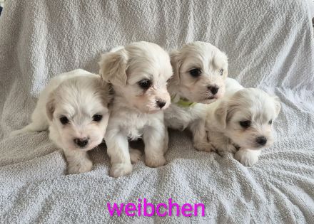Zuckersüße Malteser-Welpen suchen liebevolles Zuhause