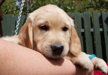 Golden-Retriever-Welpen
