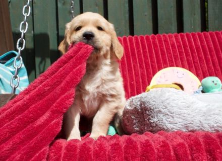 Golden-Retriever-Welpen
