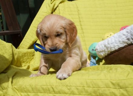 Golden-Retriever-Welpen