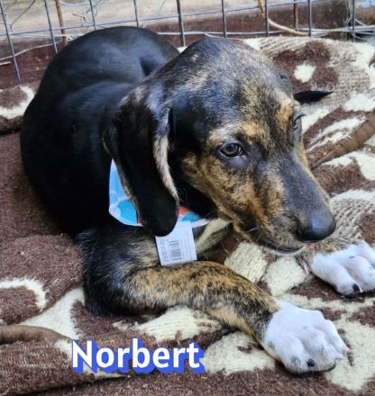 Nana und Norbert, 04/26 - ausgesetzt vor einem Supermarkt suchen sie nun ein schönes Zuhause