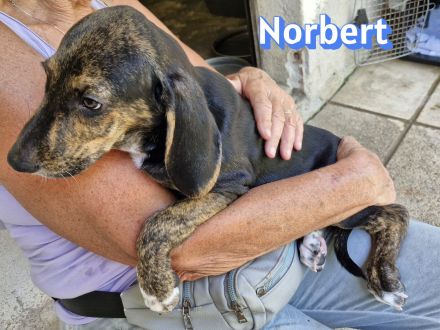 Nana und Norbert, 04/26 - ausgesetzt vor einem Supermarkt suchen sie nun ein schönes Zuhause