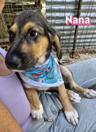 Nana und Norbert, 04/26 - ausgesetzt vor einem Supermarkt suchen sie nun ein schönes Zuhause