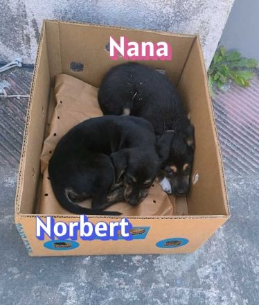 Nana und Norbert, 04/26 - ausgesetzt vor einem Supermarkt suchen sie nun ein schönes Zuhause