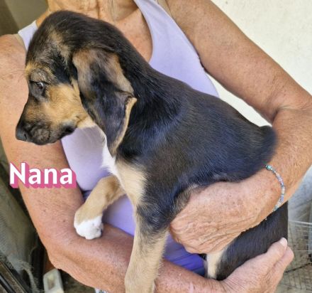 Nana und Norbert, 04/26 - ausgesetzt vor einem Supermarkt suchen sie nun ein schönes Zuhause