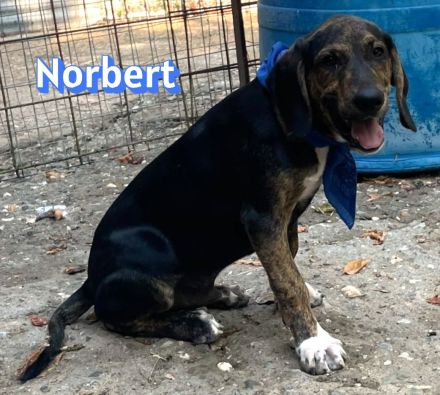 Nana und Norbert, 04/26 - ausgesetzt vor einem Supermarkt suchen sie nun ein schönes Zuhause