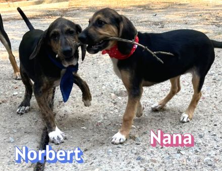 Nana und Norbert, 04/26 - ausgesetzt vor einem Supermarkt suchen sie nun ein schönes Zuhause