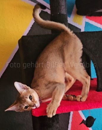 Reinrassige Abessinische Kätzchen
