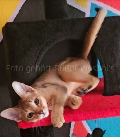 Reinrassige Abessinische Kätzchen