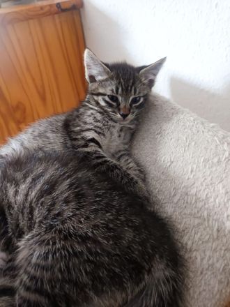 3 kleine Knuffis suchen neues Zuhause.