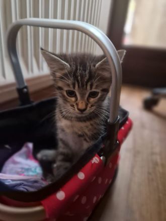 4 kleine Knuffis suchen neues Zuhause.