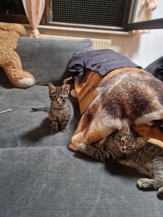 4 kleine Knuffis suchen neues Zuhause.