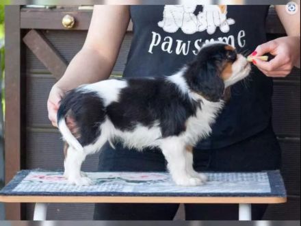 Cavalier King Charles Spaniel