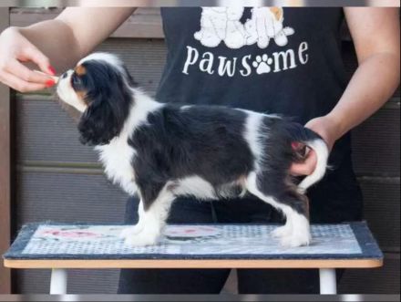 Cavalier King Charles Spaniel