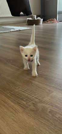 Babykatze Weiß DRINGEND