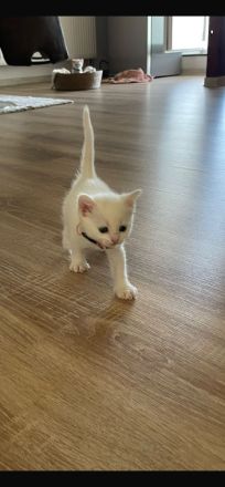 Babykatze Weiß DRINGEND