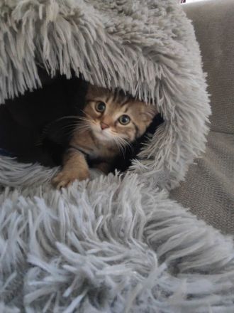 Kitten