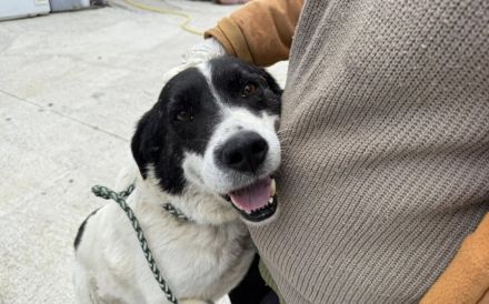 Freundlicher Senior Sammy sucht Alterswohnsitz