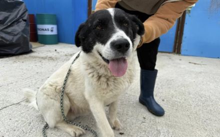 Freundlicher Senior Sammy sucht Alterswohnsitz
