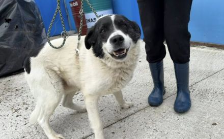Freundlicher Senior Sammy sucht Alterswohnsitz