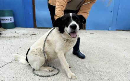 Freundlicher Senior Sammy sucht Alterswohnsitz