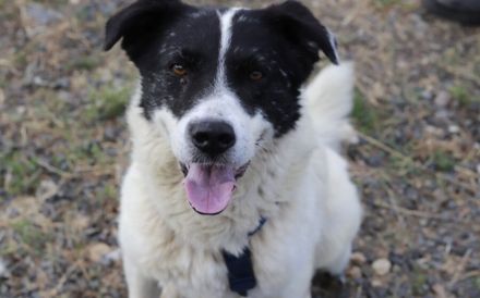 Freundlicher Senior Sammy sucht Alterswohnsitz