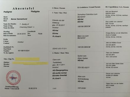 Berner Sennenhund Deckrüde Balu sucht passende Hündin