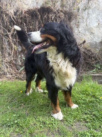 Berner Sennenhund Deckrüde Balu sucht passende Hündin