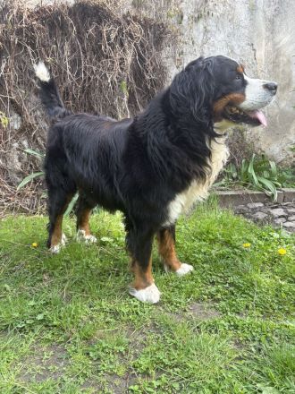 Berner Sennenhund Deckrüde Balu sucht passende Hündin