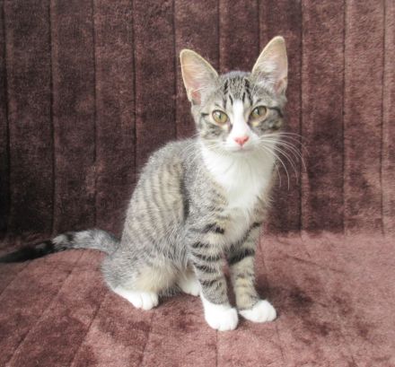 Einzeln oder gemeinsam: 2 verschmuste Katzenmädchen (3 Monate) Katze Katzenmädchen Katzen Katzenbaby