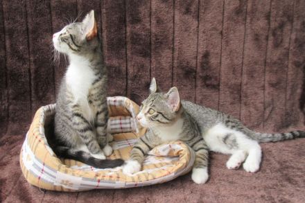 Einzeln oder gemeinsam: 2 verschmuste Katzenmädchen (3 Monate) Katze Katzenmädchen Katzen Katzenbaby