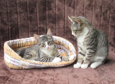 Einzeln oder gemeinsam: 2 verschmuste Katzenmädchen (3 Monate) Katze Katzenmädchen Katzen Katzenbaby
