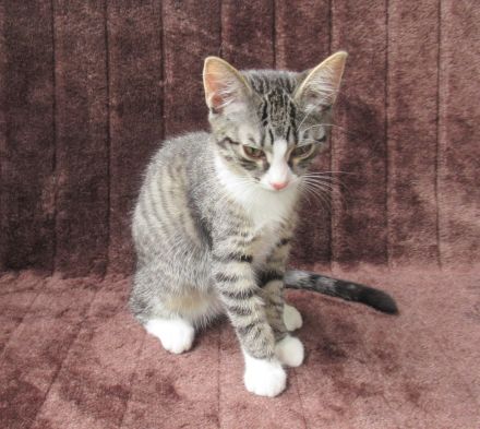 Einzeln oder gemeinsam: 2 verschmuste Katzenmädchen (3 Monate) Katze Katzenmädchen Katzen Katzenbaby