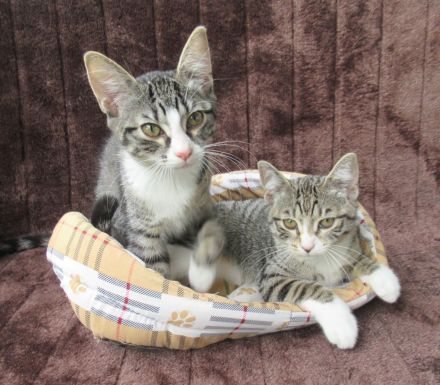 Einzeln oder gemeinsam: 2 verschmuste Katzenmädchen (3 Monate) Katze Katzenmädchen Katzen Katzenbaby