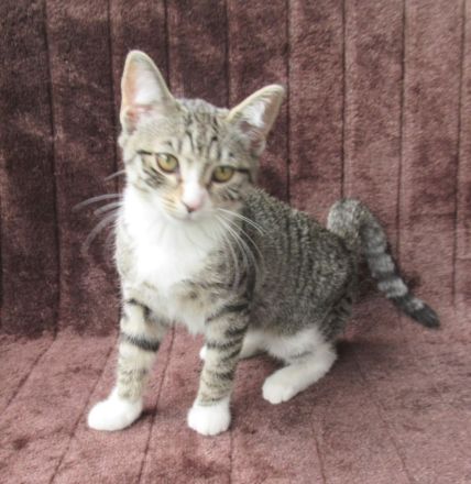 Einzeln oder gemeinsam: 2 verschmuste Katzenmädchen (3 Monate) Katze Katzenmädchen Katzen Katzenbaby