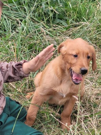 Golden Retriever- Labrador
