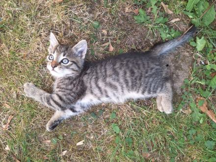 Kitten Katze