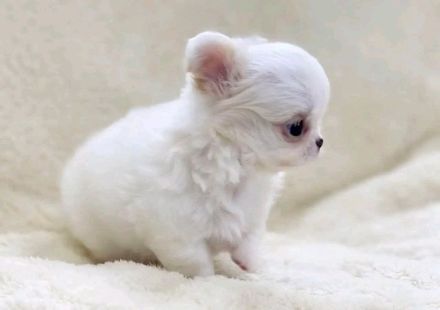 Wunderschöne Mini-Chihuahua-Welpen