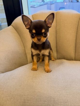 Wunderschöne Mini-Chihuahua-Welpen