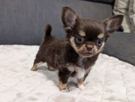 Wunderschöne Mini-Chihuahua-Welpen