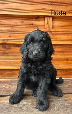 Labradoodle / Pudel / Großpudel - F1 B-Generation