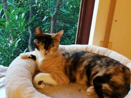 Molly & Elena suchen gemeinsam ein neues Zuhause (Wohnungshaltung)