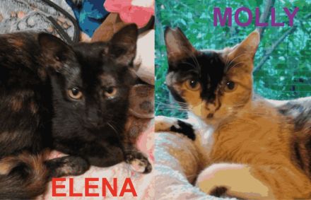 Molly & Elena suchen gemeinsam ein neues Zuhause (Wohnungshaltung)