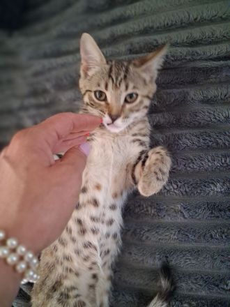 Bengal Kanaani Mix