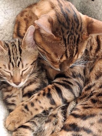 Bengal Kanaani Mix