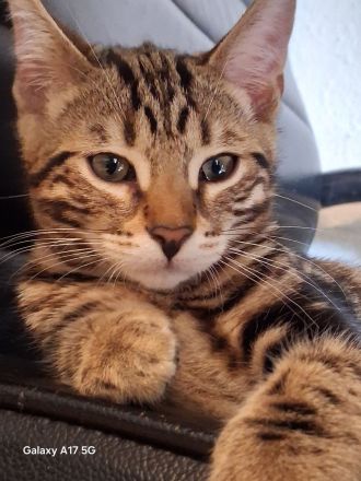 Bengal Kanaani Mix