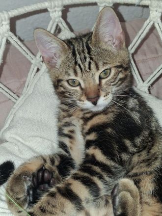 Bengal Kanaani Mix